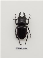 藏品(鬼艷鍬形蟲)的圖片